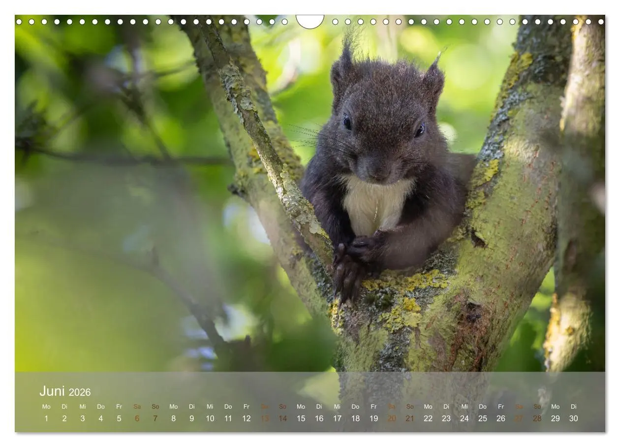 Bild: 9783457395936 | Bezaubernde Eichhörnchen (Wandkalender 2026 DIN A3 quer), CALVENDO...