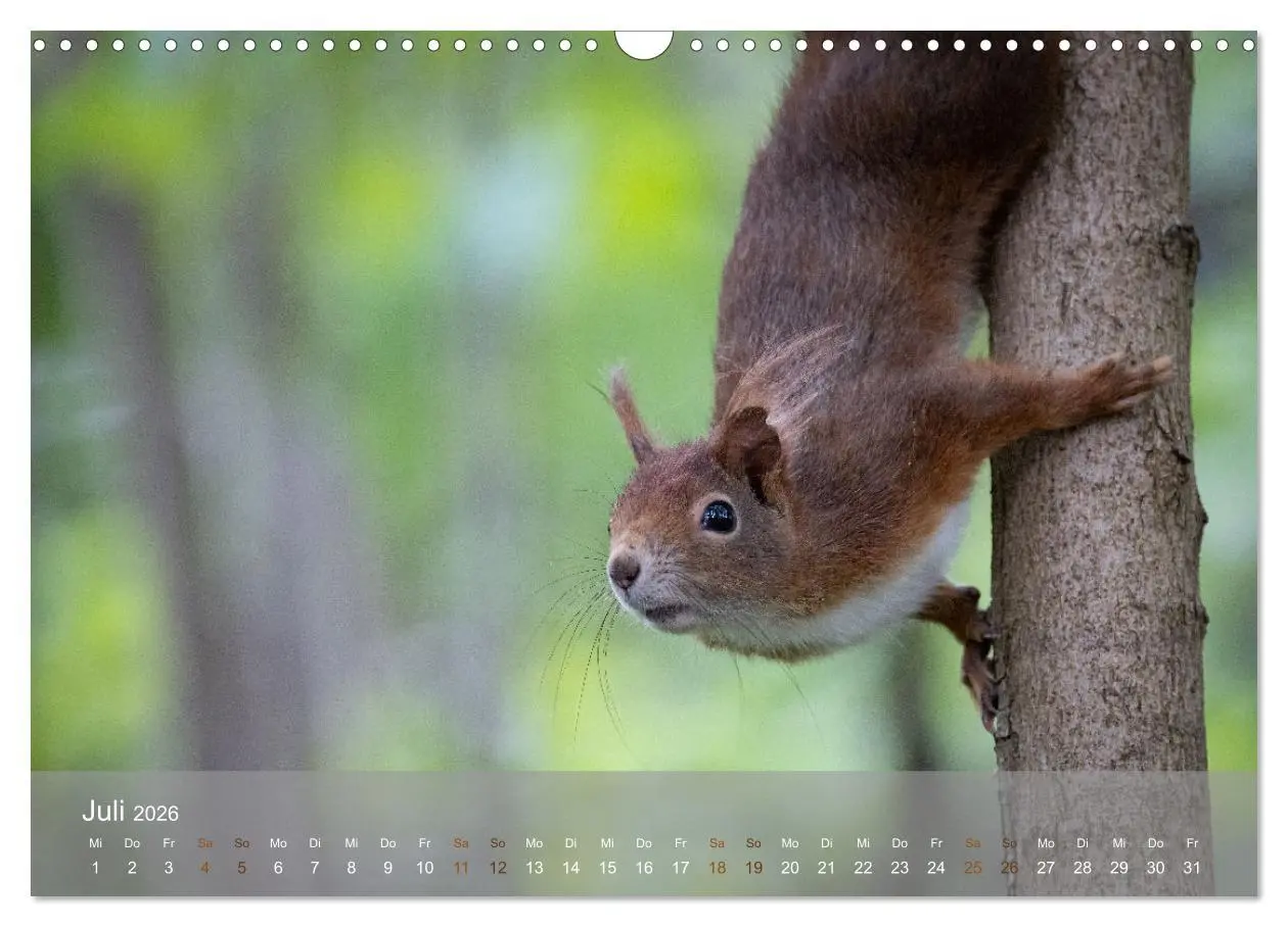 Bild: 9783457395936 | Bezaubernde Eichhörnchen (Wandkalender 2026 DIN A3 quer), CALVENDO...