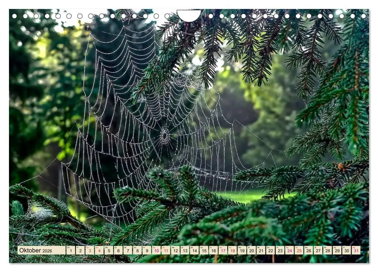 Bild: 9783457845936 | Spinnennetze - Wunder der Natur (Wandkalender 2026 DIN A4 quer),...