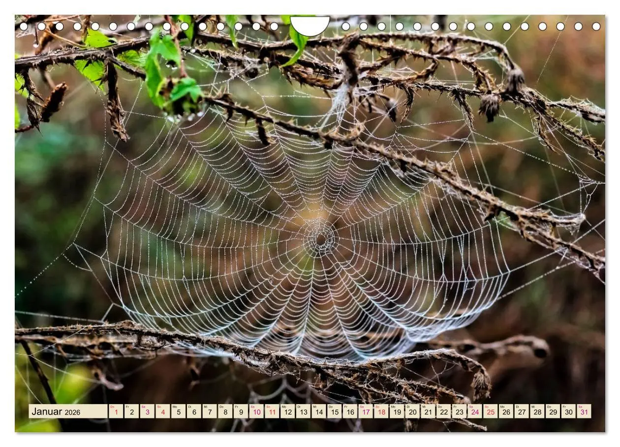 Bild: 9783457845936 | Spinnennetze - Wunder der Natur (Wandkalender 2026 DIN A4 quer),...