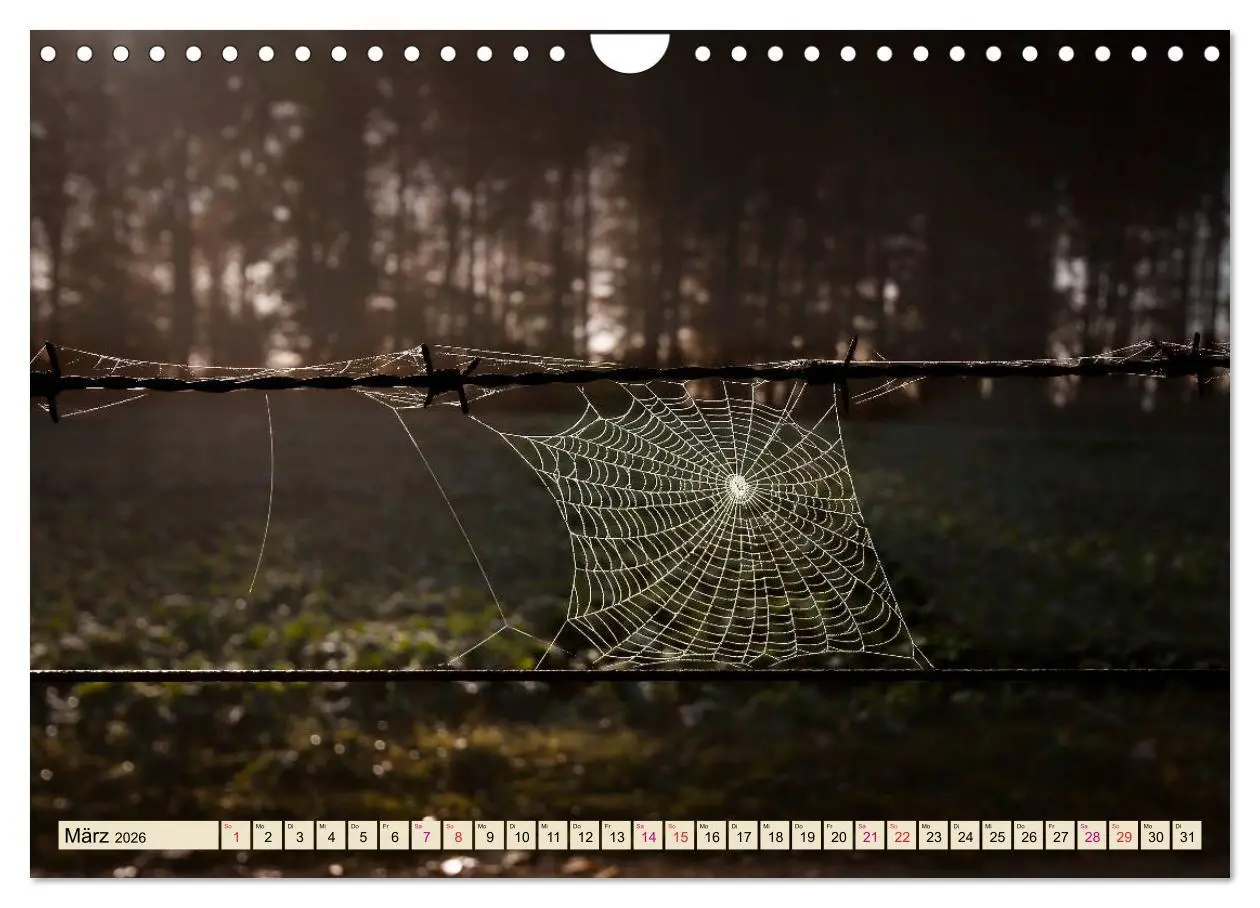 Bild: 9783457845936 | Spinnennetze - Wunder der Natur (Wandkalender 2026 DIN A4 quer),...
