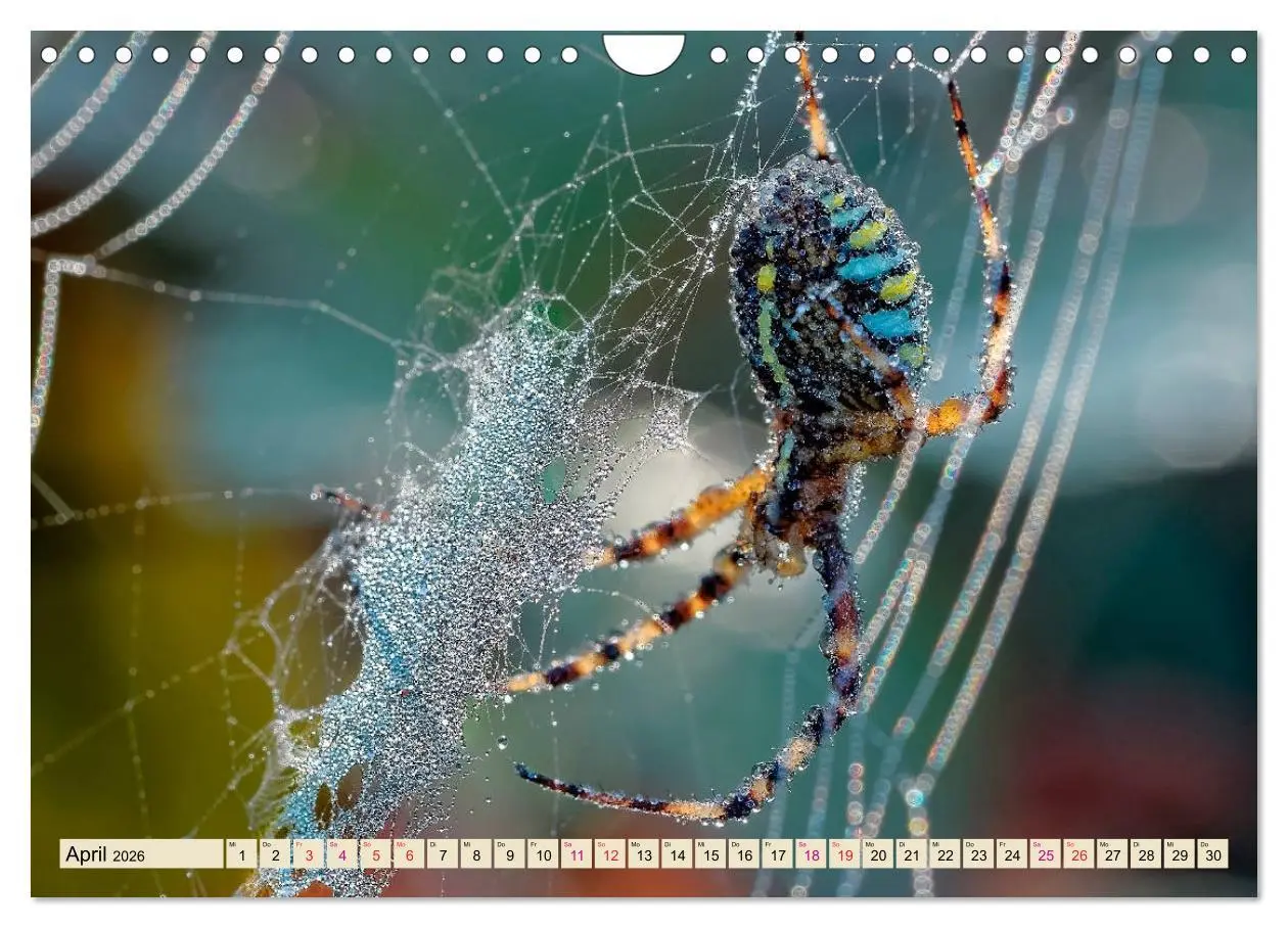 Bild: 9783457845936 | Spinnennetze - Wunder der Natur (Wandkalender 2026 DIN A4 quer),...