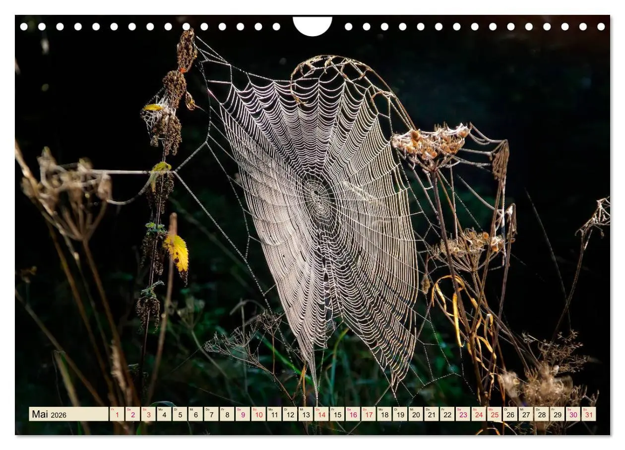 Bild: 9783457845936 | Spinnennetze - Wunder der Natur (Wandkalender 2026 DIN A4 quer),...