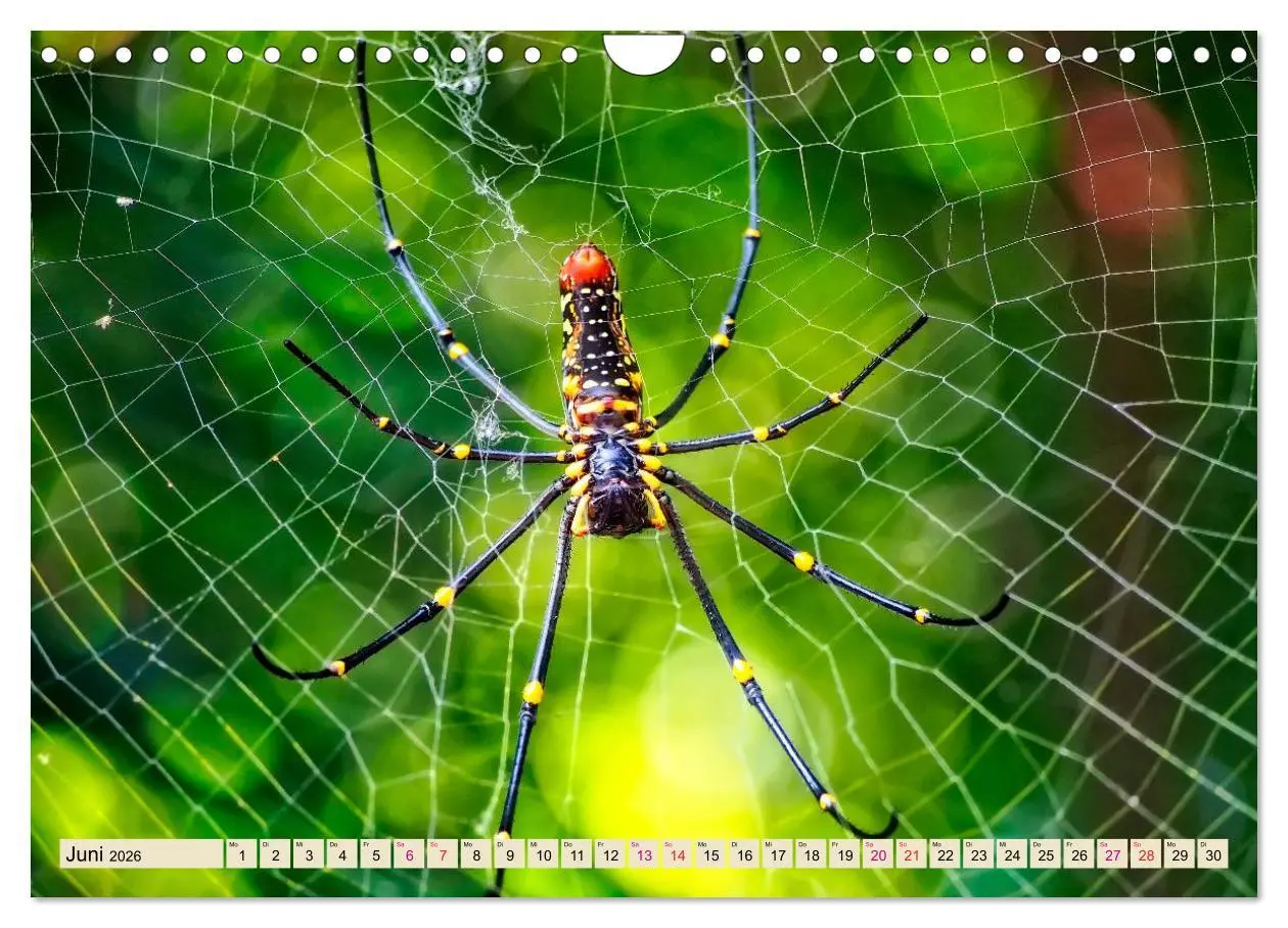 Bild: 9783457845936 | Spinnennetze - Wunder der Natur (Wandkalender 2026 DIN A4 quer),...