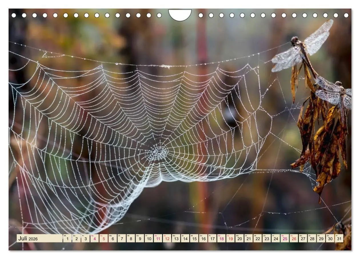 Bild: 9783457845936 | Spinnennetze - Wunder der Natur (Wandkalender 2026 DIN A4 quer),...