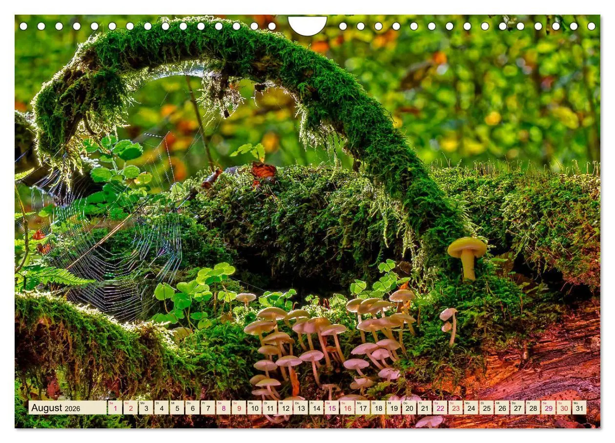Bild: 9783457845936 | Spinnennetze - Wunder der Natur (Wandkalender 2026 DIN A4 quer),...