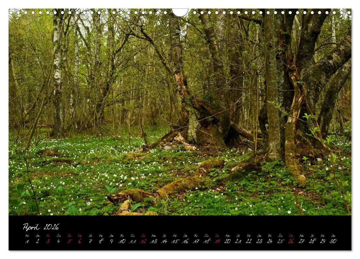 Bild: 9783516175936 | RHÖN = SCHÖN (Wandkalender 2026 DIN A3 quer), CALVENDO Monatskalender