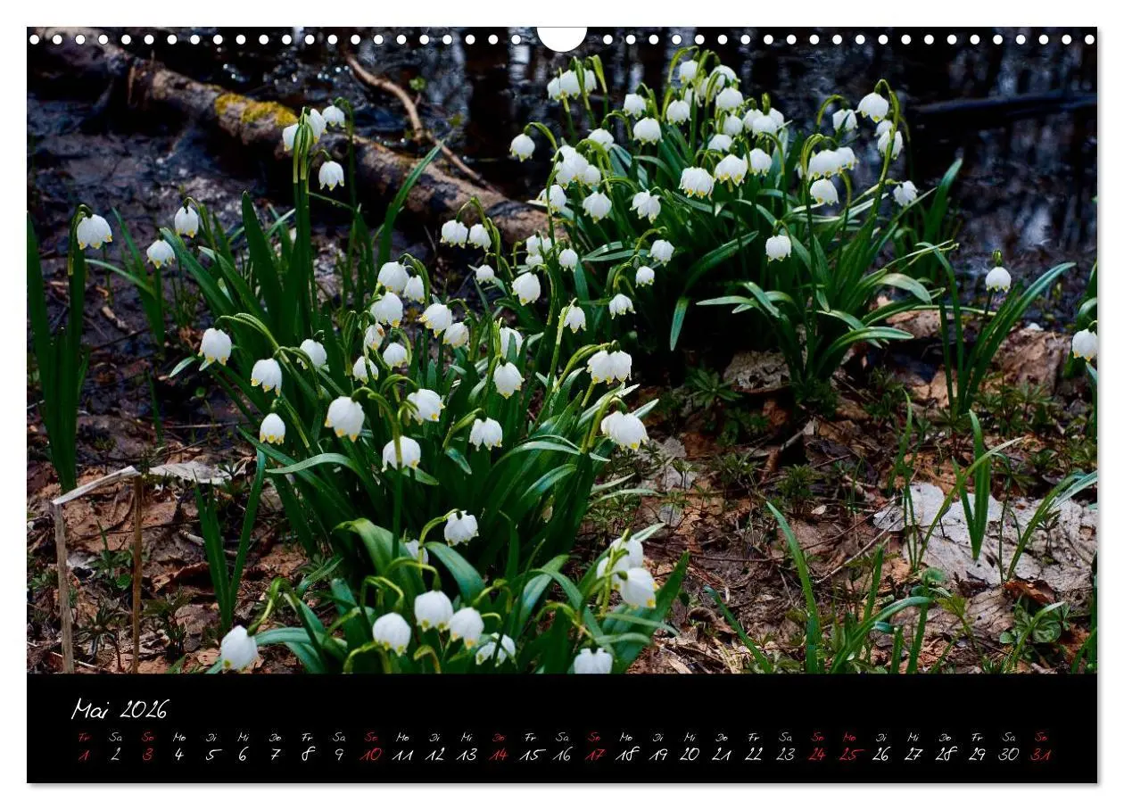 Bild: 9783516175936 | RHÖN = SCHÖN (Wandkalender 2026 DIN A3 quer), CALVENDO Monatskalender