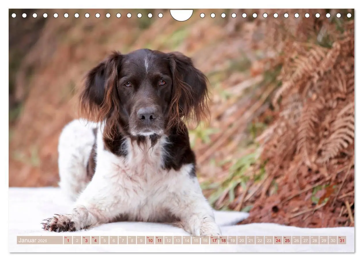 Bild: 9783457806036 | Passion Jagdhund - Kleiner Münsterländer (Wandkalender 2026 DIN A4...