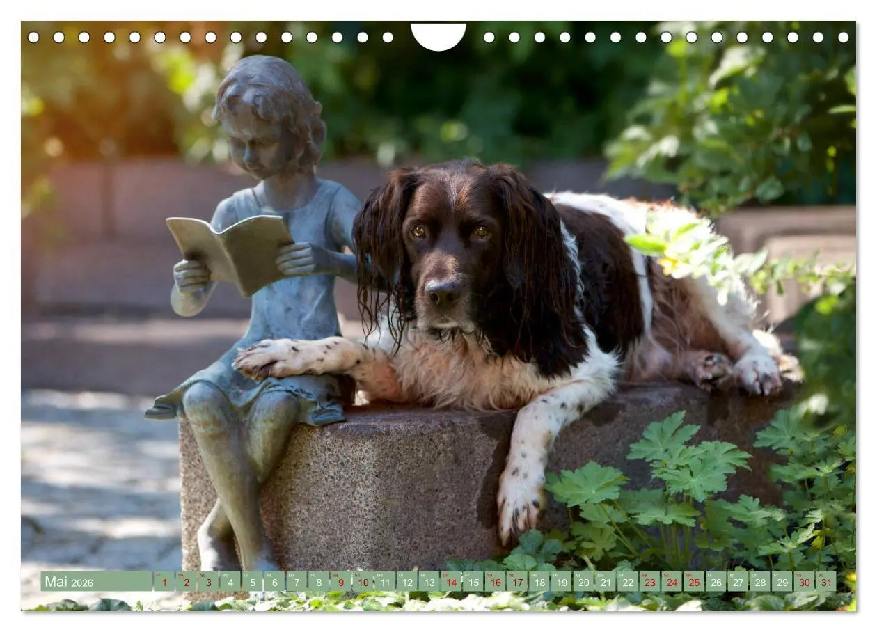 Bild: 9783457806036 | Passion Jagdhund - Kleiner Münsterländer (Wandkalender 2026 DIN A4...