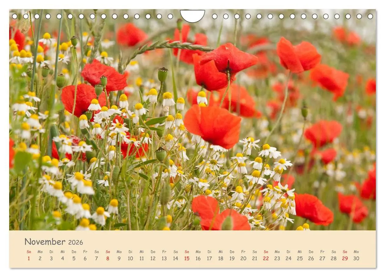 Bild: 9783457976036 | Mohnblumen - rote Schönheiten (Wandkalender 2026 DIN A4 quer),...