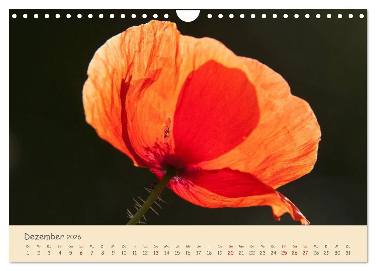 Bild: 9783457976036 | Mohnblumen - rote Schönheiten (Wandkalender 2026 DIN A4 quer),...