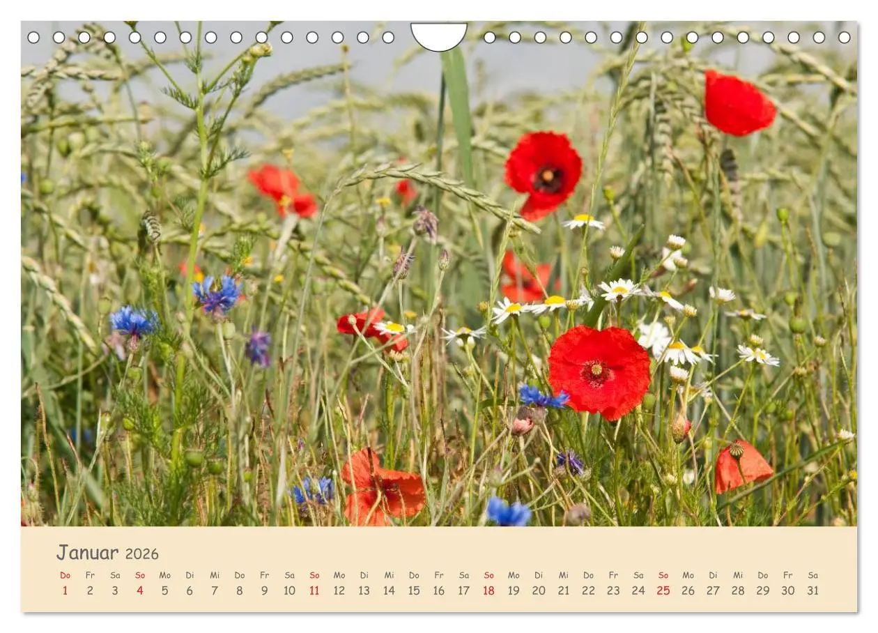 Bild: 9783457976036 | Mohnblumen - rote Schönheiten (Wandkalender 2026 DIN A4 quer),...