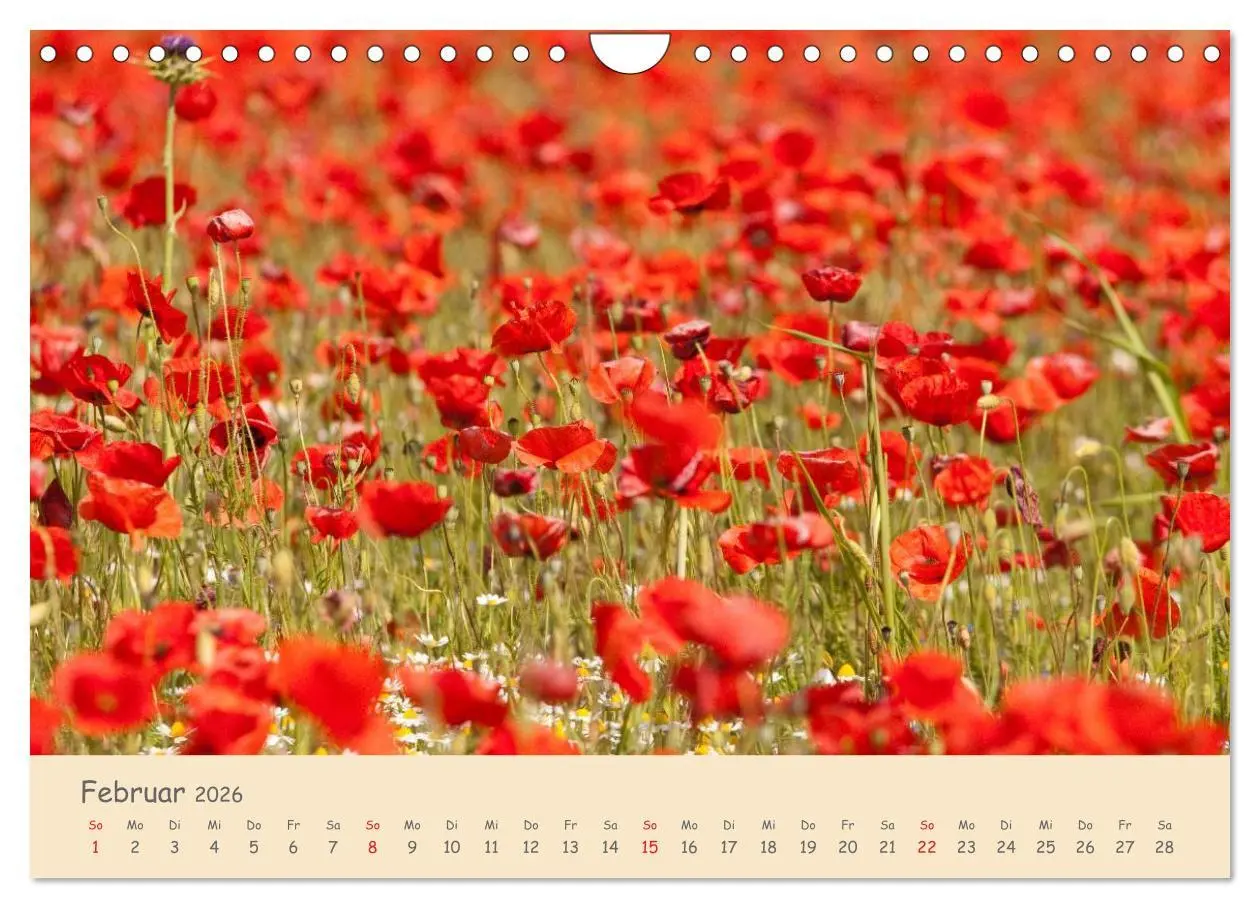 Bild: 9783457976036 | Mohnblumen - rote Schönheiten (Wandkalender 2026 DIN A4 quer),...