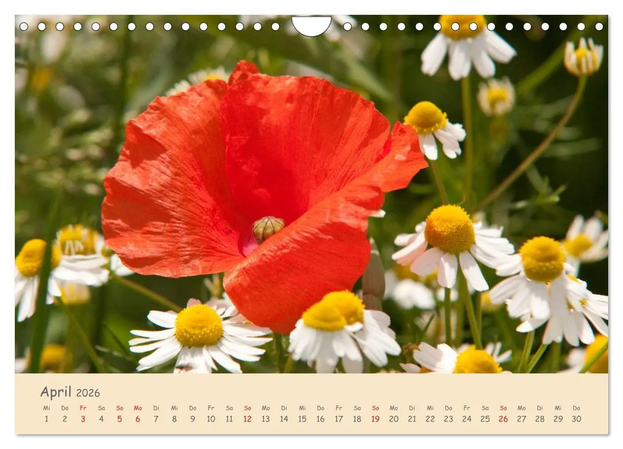 Bild: 9783457976036 | Mohnblumen - rote Schönheiten (Wandkalender 2026 DIN A4 quer),...