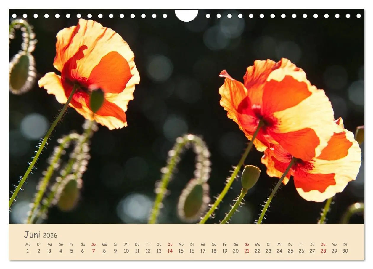Bild: 9783457976036 | Mohnblumen - rote Schönheiten (Wandkalender 2026 DIN A4 quer),...