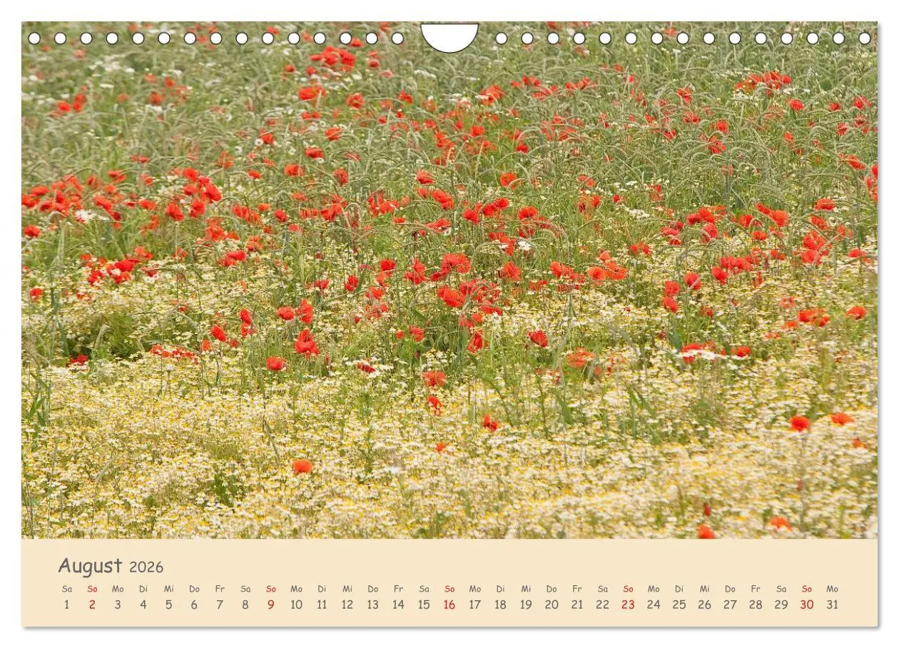 Bild: 9783457976036 | Mohnblumen - rote Schönheiten (Wandkalender 2026 DIN A4 quer),...