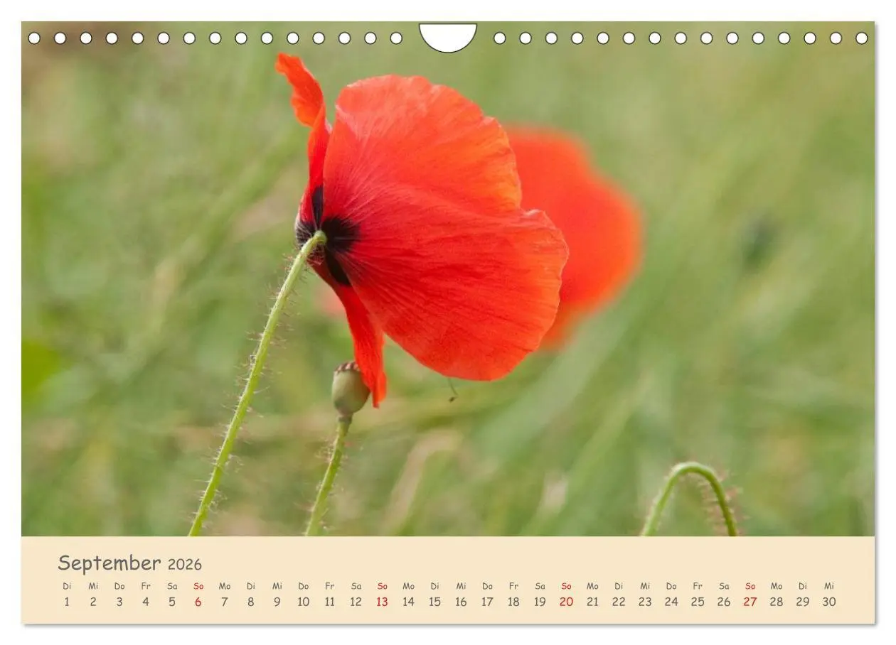 Bild: 9783457976036 | Mohnblumen - rote Schönheiten (Wandkalender 2026 DIN A4 quer),...