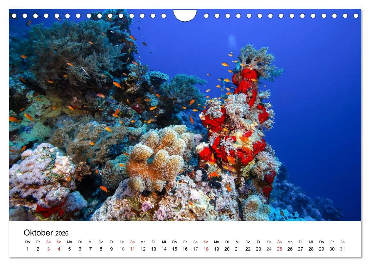 Bild: 9783516066036 | Highlights aus dem Meer - Tauchkalender (Wandkalender 2026 DIN A4...