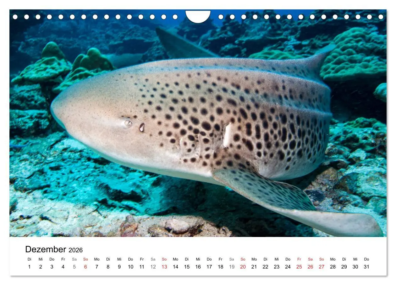 Bild: 9783516066036 | Highlights aus dem Meer - Tauchkalender (Wandkalender 2026 DIN A4...