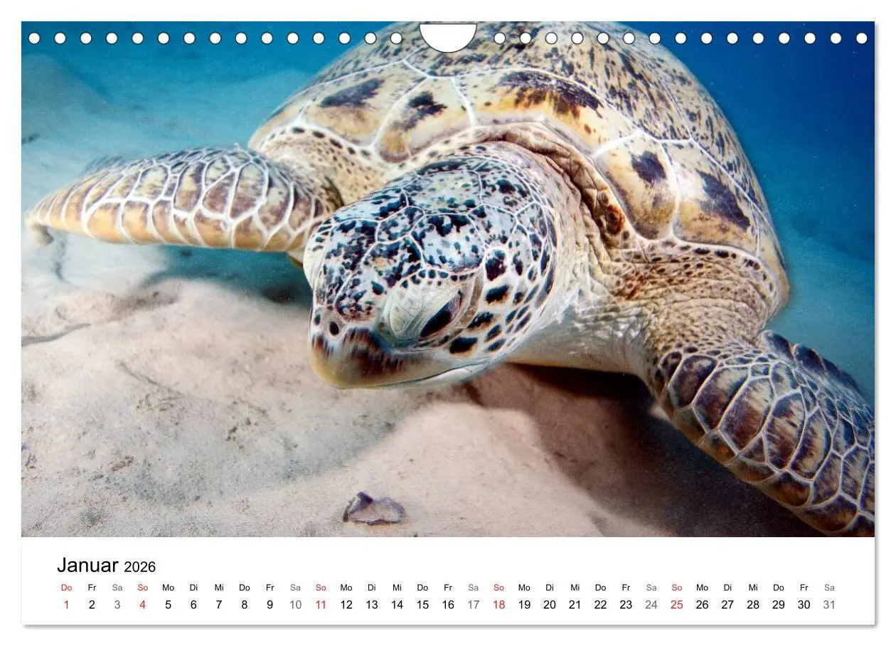Bild: 9783516066036 | Highlights aus dem Meer - Tauchkalender (Wandkalender 2026 DIN A4...