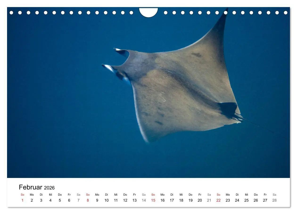 Bild: 9783516066036 | Highlights aus dem Meer - Tauchkalender (Wandkalender 2026 DIN A4...