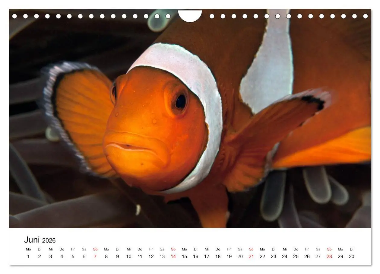 Bild: 9783516066036 | Highlights aus dem Meer - Tauchkalender (Wandkalender 2026 DIN A4...