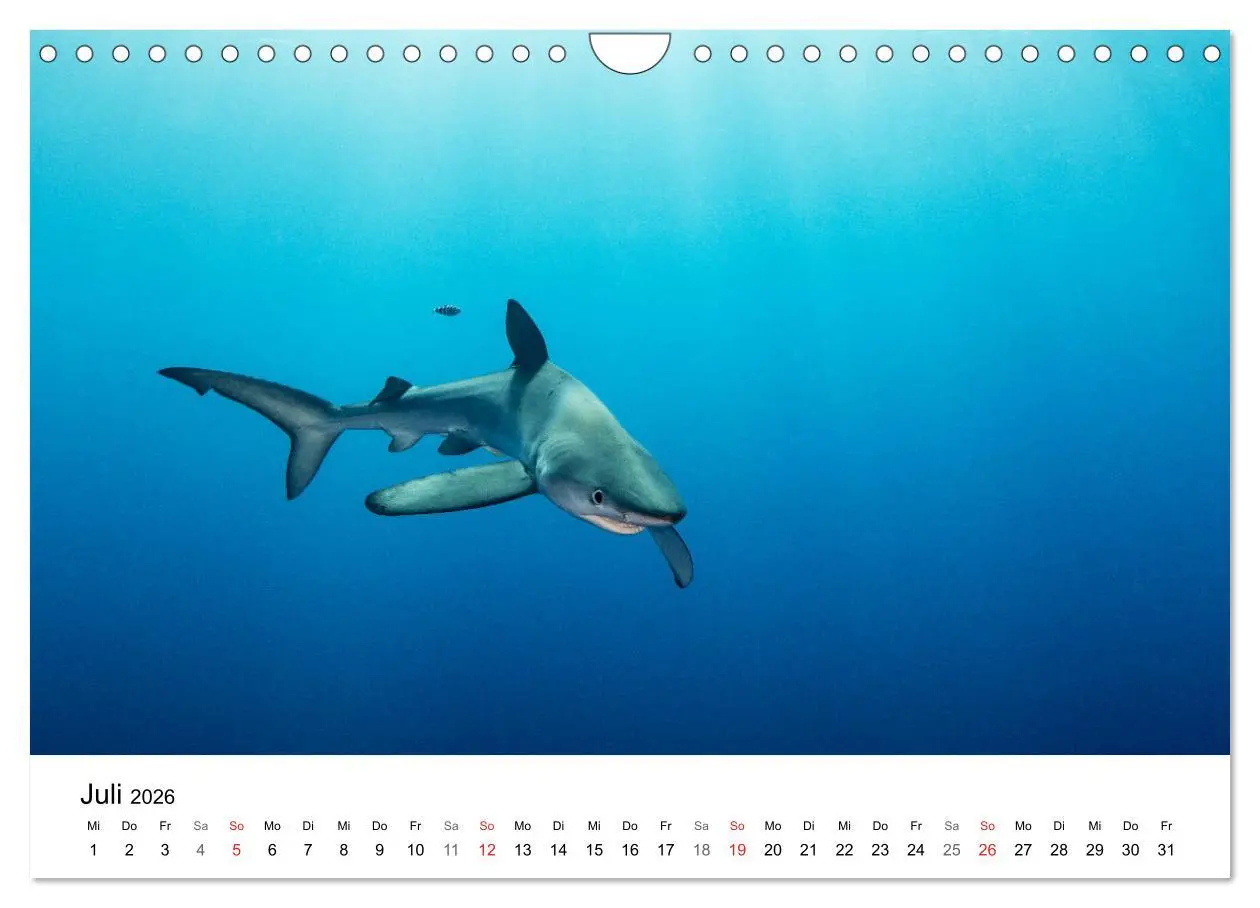 Bild: 9783516066036 | Highlights aus dem Meer - Tauchkalender (Wandkalender 2026 DIN A4...