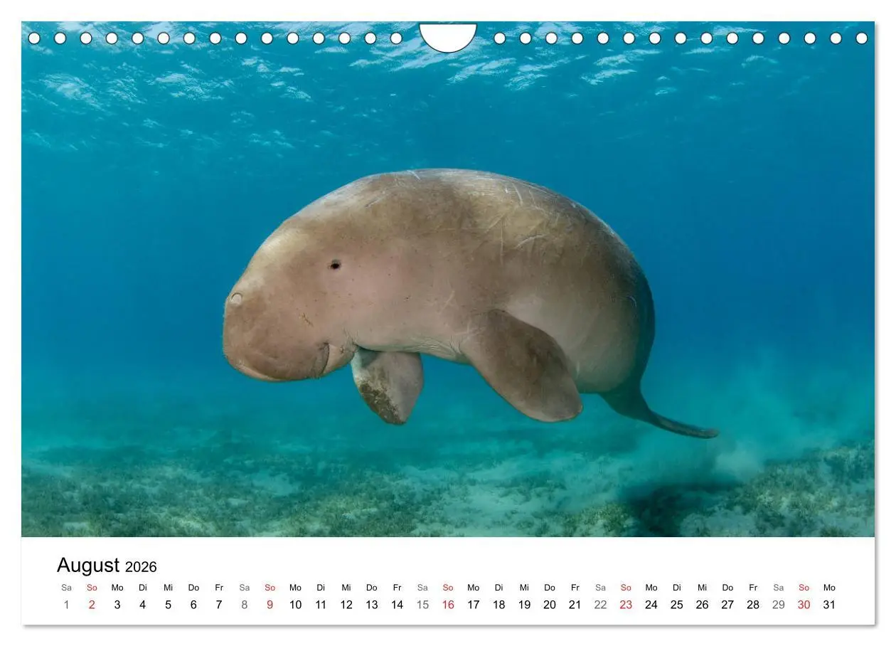 Bild: 9783516066036 | Highlights aus dem Meer - Tauchkalender (Wandkalender 2026 DIN A4...