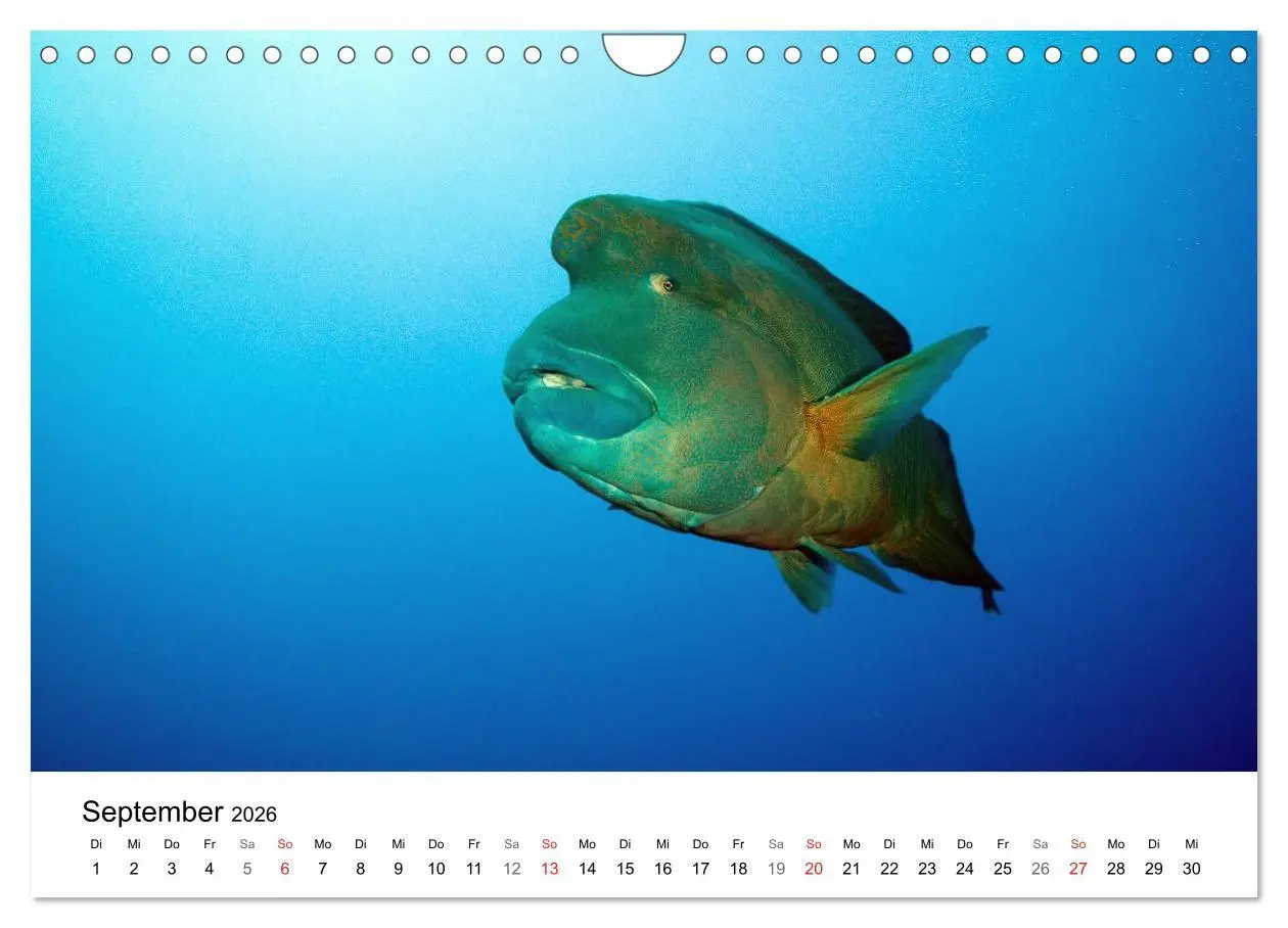 Bild: 9783516066036 | Highlights aus dem Meer - Tauchkalender (Wandkalender 2026 DIN A4...