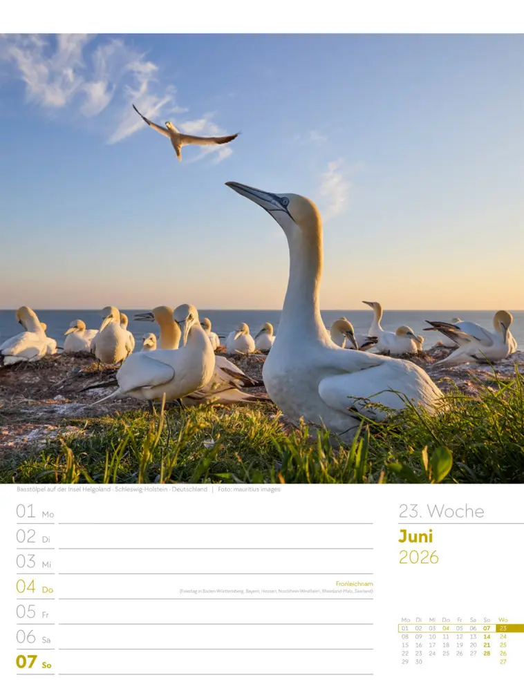 Bild: 9783838436036 | Am Meer Wochenplaner Kalender 2026 | Ackermann Kunstverlag GmbH | 2026