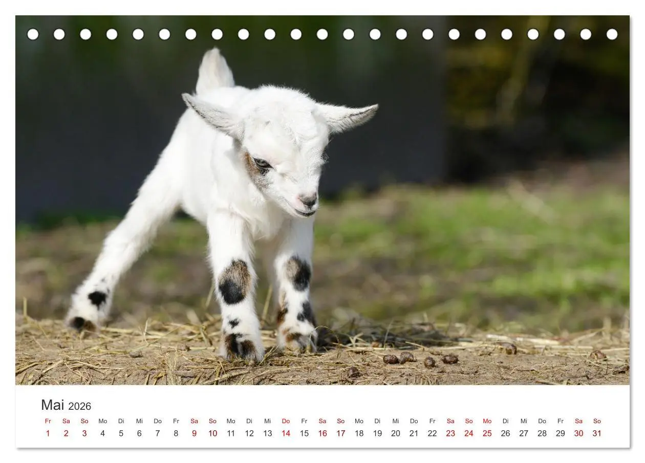 Bild: 9783457636336 | Ziegenkinder (Tischkalender 2026 DIN A5 quer), CALVENDO Monatskalender