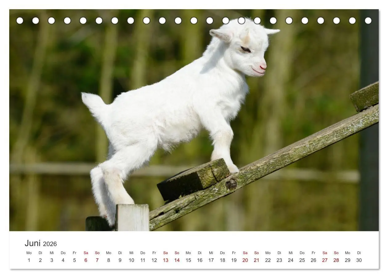 Bild: 9783457636336 | Ziegenkinder (Tischkalender 2026 DIN A5 quer), CALVENDO Monatskalender