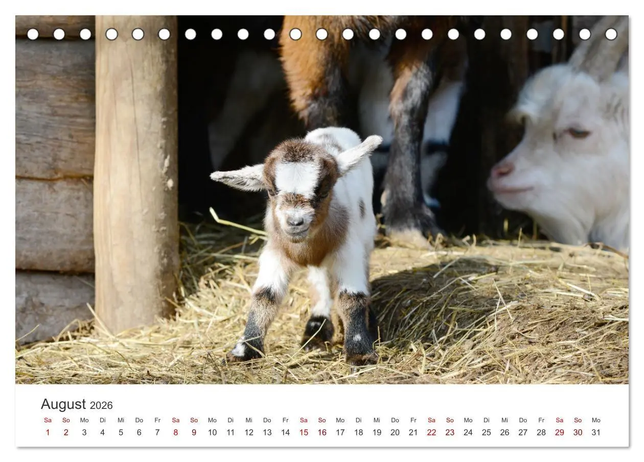 Bild: 9783457636336 | Ziegenkinder (Tischkalender 2026 DIN A5 quer), CALVENDO Monatskalender