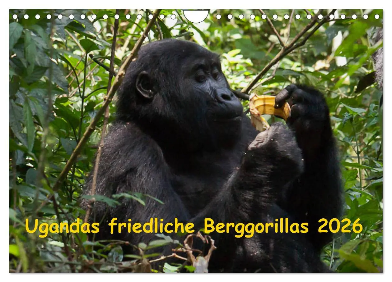 Cover: 9783457876336 | Ugandas friedliche Berggorillas (Wandkalender 2026 DIN A4 quer),...