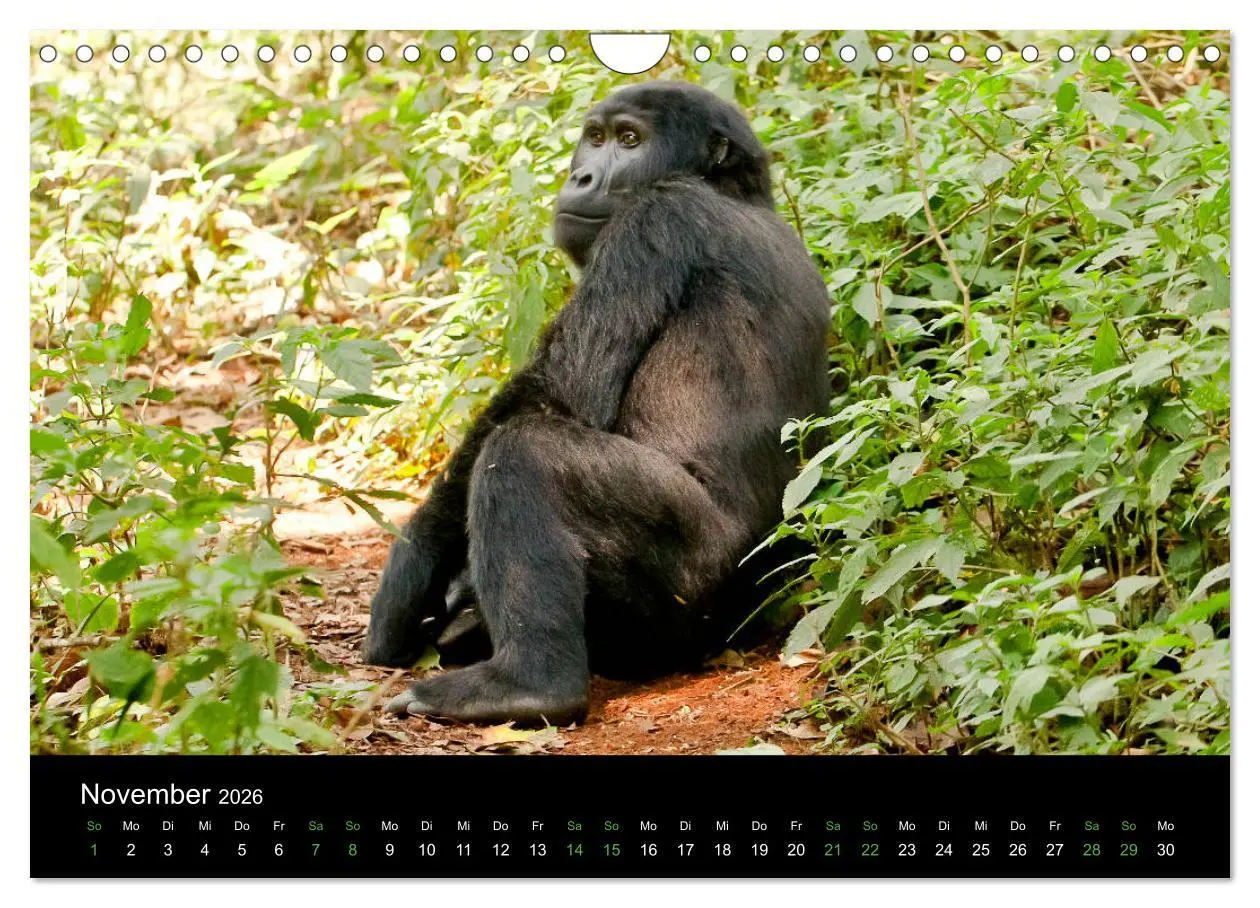 Bild: 9783457876336 | Ugandas friedliche Berggorillas (Wandkalender 2026 DIN A4 quer),...