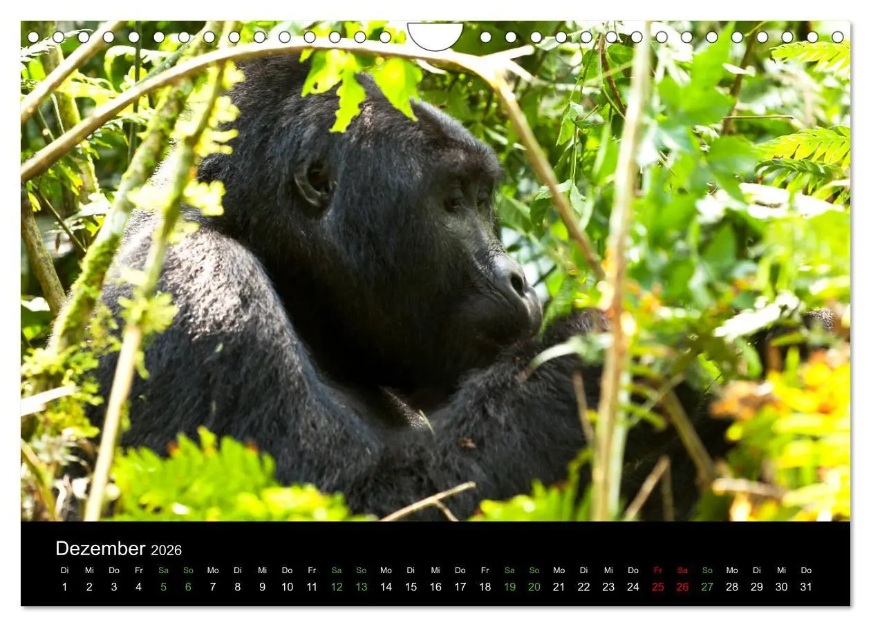 Bild: 9783457876336 | Ugandas friedliche Berggorillas (Wandkalender 2026 DIN A4 quer),...