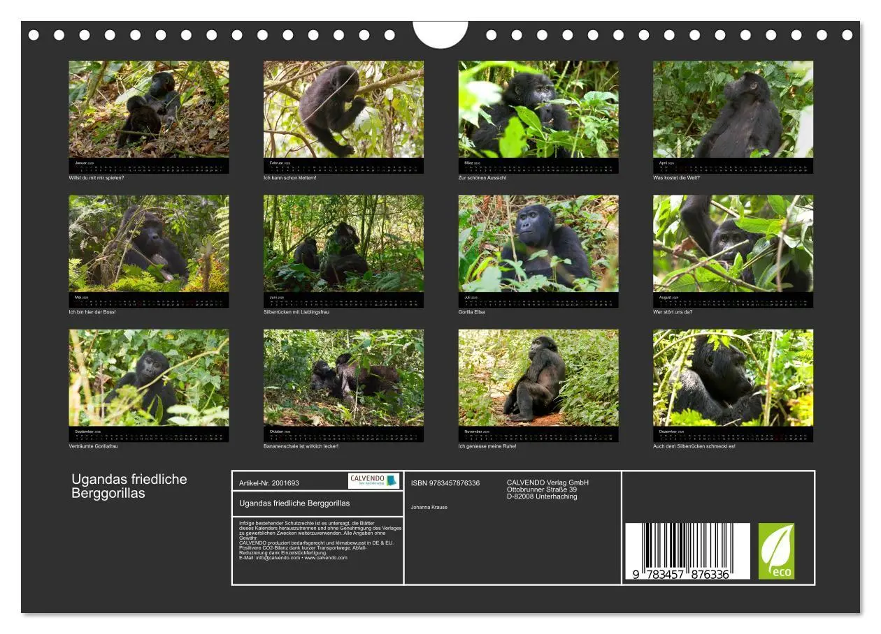 Bild: 9783457876336 | Ugandas friedliche Berggorillas (Wandkalender 2026 DIN A4 quer),...