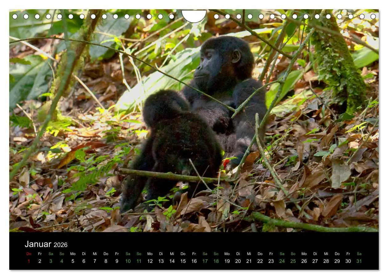 Bild: 9783457876336 | Ugandas friedliche Berggorillas (Wandkalender 2026 DIN A4 quer),...