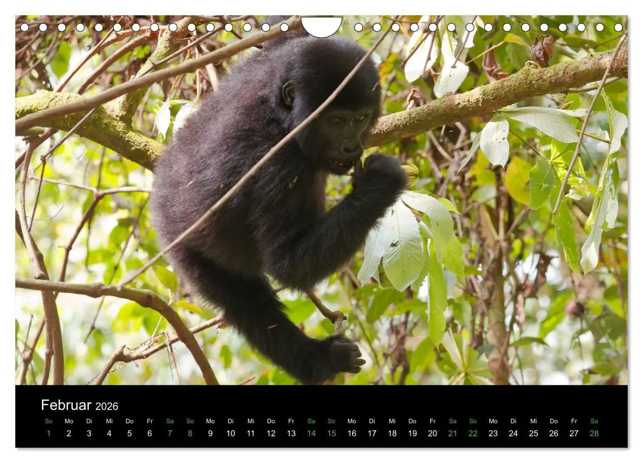 Bild: 9783457876336 | Ugandas friedliche Berggorillas (Wandkalender 2026 DIN A4 quer),...