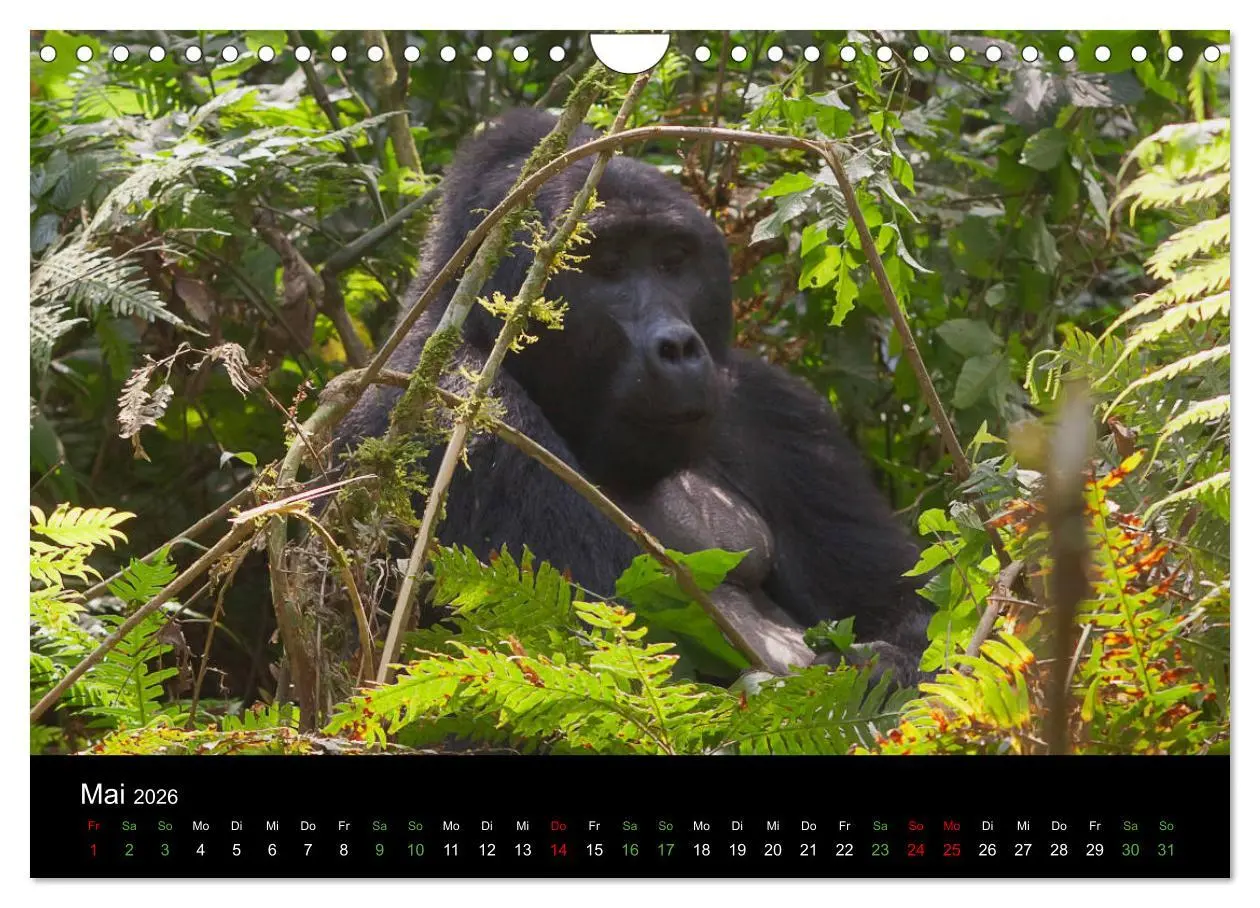 Bild: 9783457876336 | Ugandas friedliche Berggorillas (Wandkalender 2026 DIN A4 quer),...