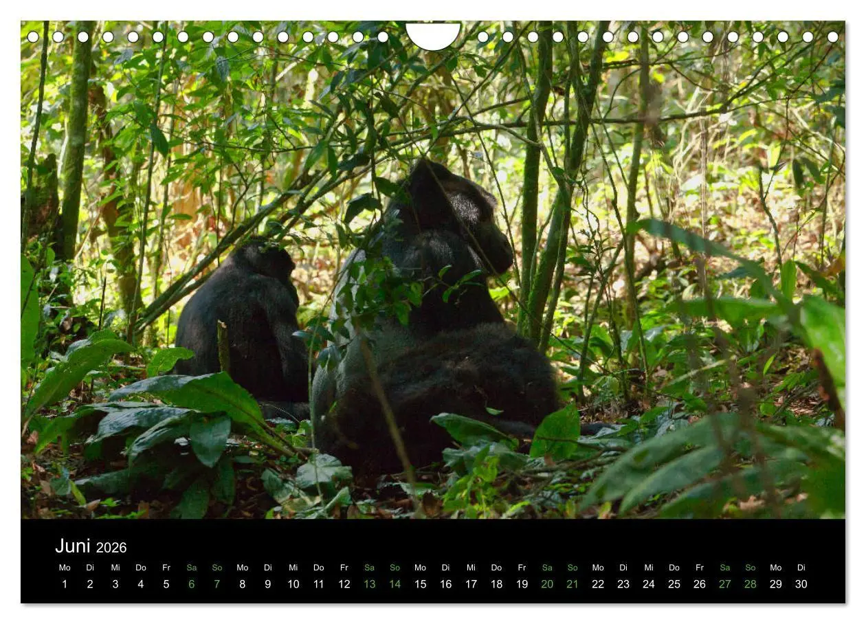 Bild: 9783457876336 | Ugandas friedliche Berggorillas (Wandkalender 2026 DIN A4 quer),...