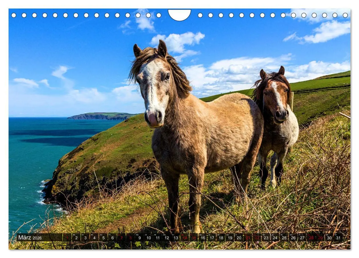 Bild: 9783457546536 | Pferde - wild und ungezähmt (Wandkalender 2026 DIN A4 quer),...