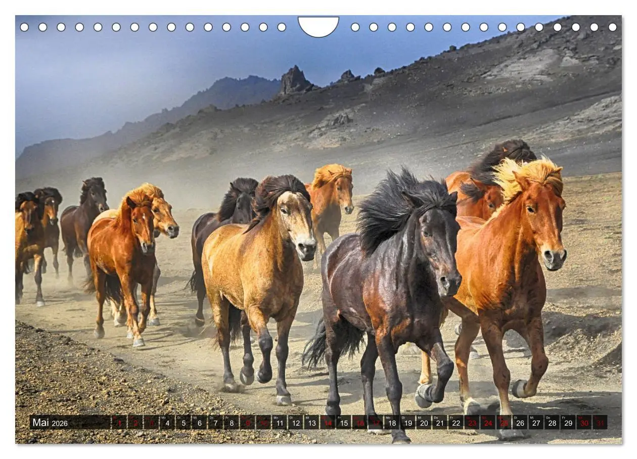 Bild: 9783457546536 | Pferde - wild und ungezähmt (Wandkalender 2026 DIN A4 quer),...