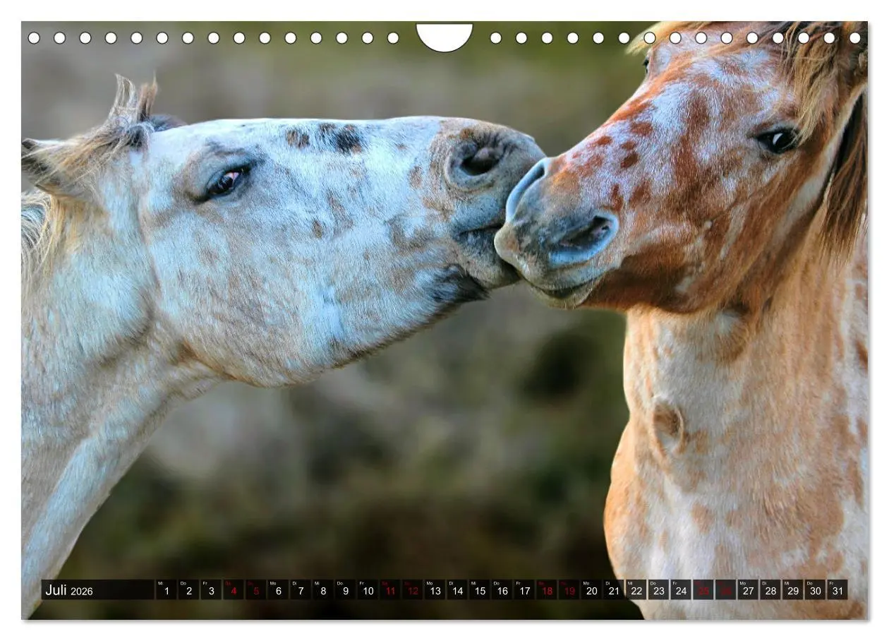 Bild: 9783457546536 | Pferde - wild und ungezähmt (Wandkalender 2026 DIN A4 quer),...