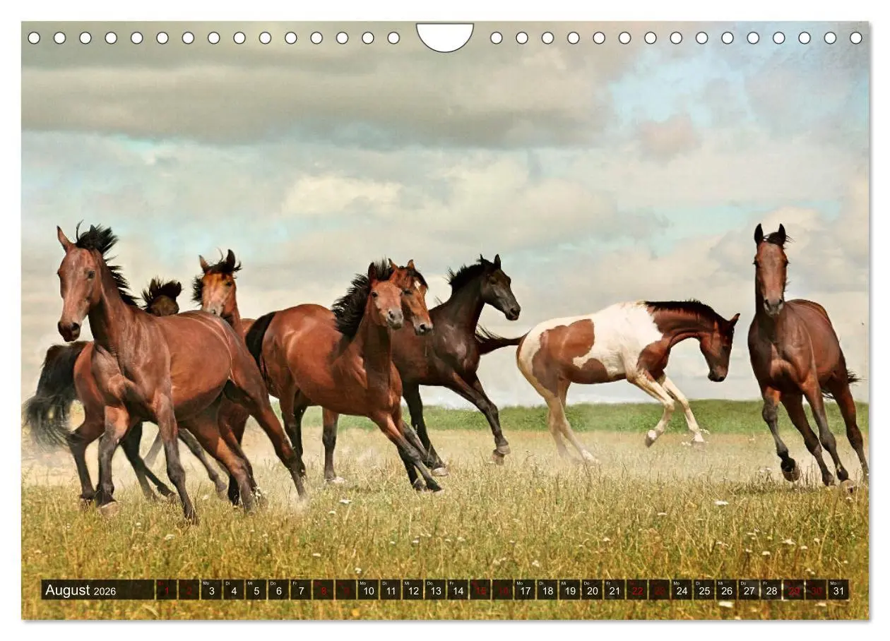 Bild: 9783457546536 | Pferde - wild und ungezähmt (Wandkalender 2026 DIN A4 quer),...