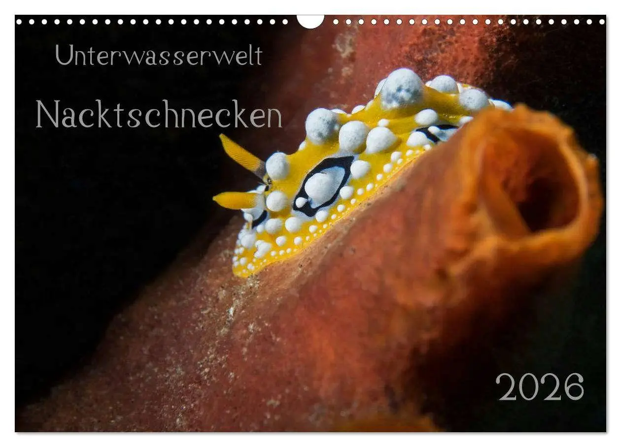 Cover: 9783516016536 | Unterwasserwelt Nacktschnecken (Wandkalender 2026 DIN A3 quer),...