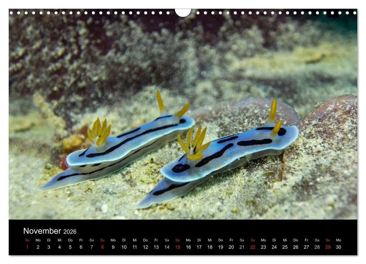 Bild: 9783516016536 | Unterwasserwelt Nacktschnecken (Wandkalender 2026 DIN A3 quer),...