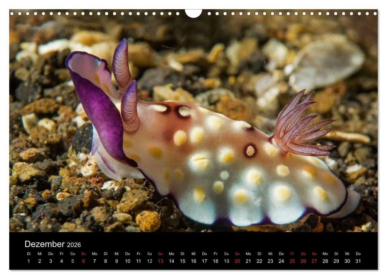 Bild: 9783516016536 | Unterwasserwelt Nacktschnecken (Wandkalender 2026 DIN A3 quer),...