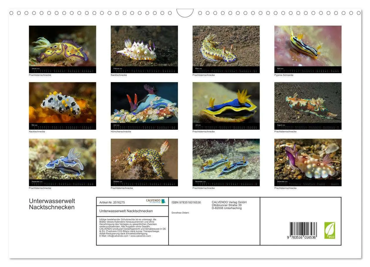 Bild: 9783516016536 | Unterwasserwelt Nacktschnecken (Wandkalender 2026 DIN A3 quer),...